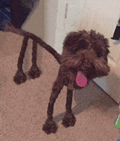 Creepy Dog GIF