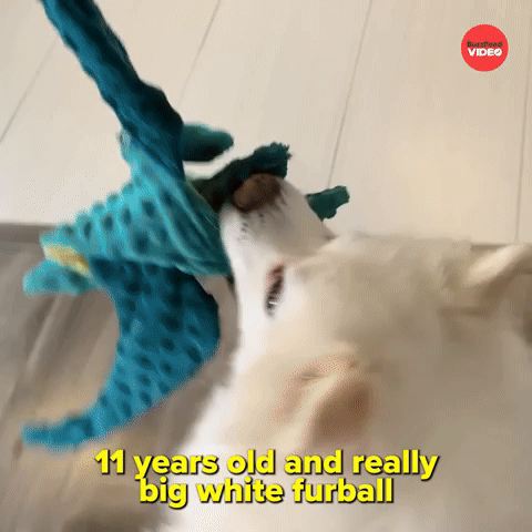 11 year old white furball