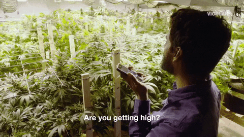 weed GIF by WEEDIQUETTE