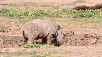 Say Hello to Eshe: Rhino Calf’s Name Revealed on World Rhino Day