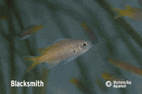 growing GIF by Monterey Bay Aquarium