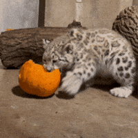 Jack O Lantern Play GIF by John Ball Zoo