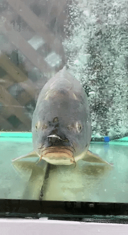 vladyko giphyupload GIF