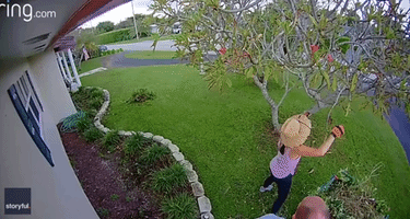 Florida Man Tumbles Into Wheelie Bin During Garden Cleanup