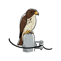 Buzzard Sticker