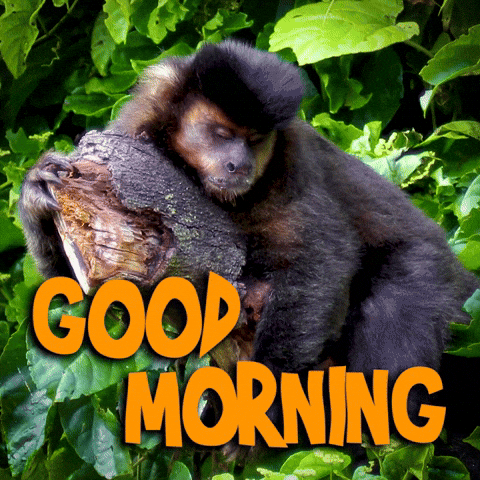 Good Morning Hello GIF by Sealed With A GIF