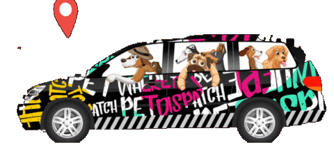 Dog Day Cat Sticker by WHERE TO PET ?