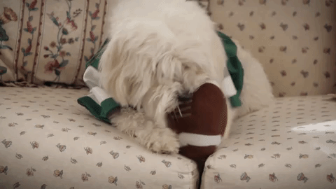the goldbergs dog GIF by ABC Network