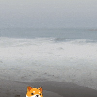 Fun Money GIF by Baby Doge Coin