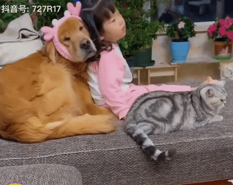cuteanimalland giphyupload GIF