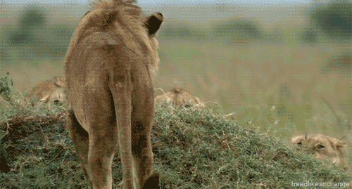 the lion king attack GIF