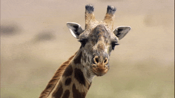 Lion Cub Monkey GIF by Discovery
