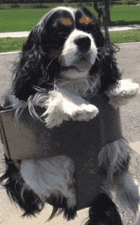 kaitlync3 swing spaniel seamus dog happy GIF