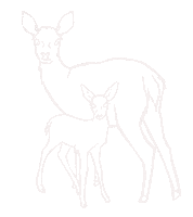 Wild Life Baby Sticker