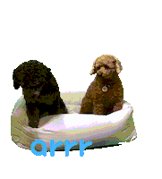 아르르 Sticker by arrr_official