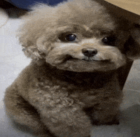 Dog Pet GIF