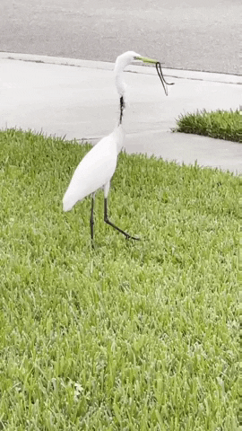 cuteanimalland giphyupload GIF