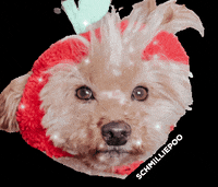 schmilliepoo cute dog schmilliepoo schmillie shmillie GIF