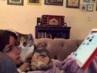 Cute Cat Kittens GIF