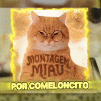 Cat Funny Memes GIF