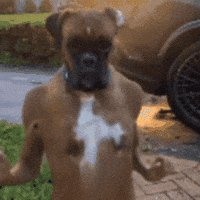 Cat Dog GIF