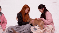 Puppy attack