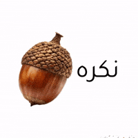 بلوطة GIF