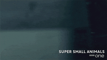bbc cute animal bbc slide GIF