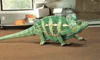 color changing GIF
