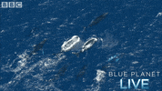 bbc one oceans GIF by BBC