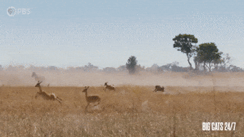 Season 2 Speed GIF by PBS