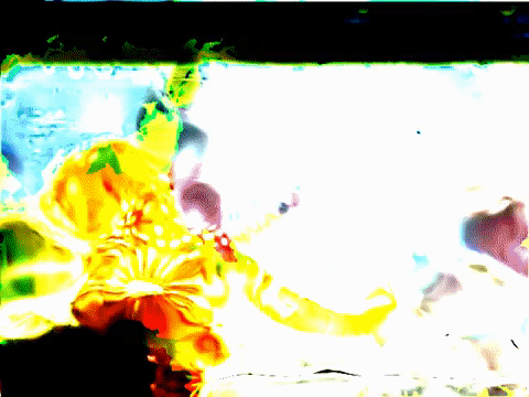 houston octopus GIF by MFD