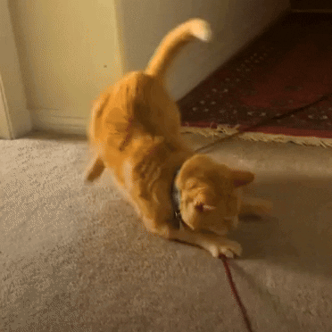 GIF by The Dodo