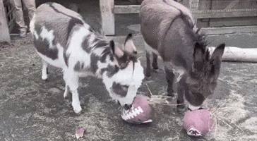Mini Donkeys Fail to Pick Super Bowl Winner at Maryland Zoo