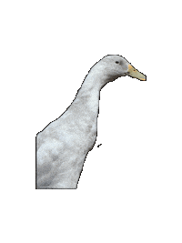 Sticker Duck Sticker