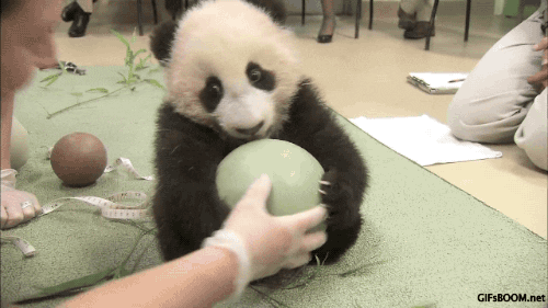ball panda GIF