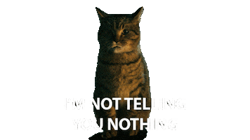 Neil Gaiman Cat Sticker by NETFLIX