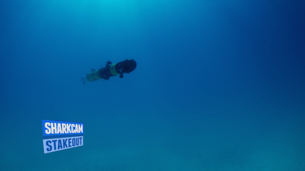 water dive GIF by Shark Week