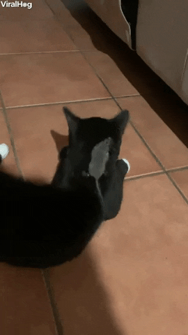 Kitten And Mouse Catch Each Other GIF by ViralHog