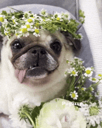 Love You Wedding GIF