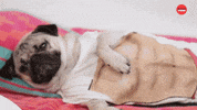 Doug The Pug Halloween GIF by BuzzFeed