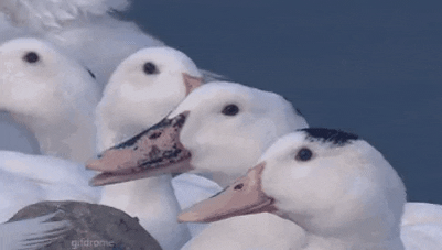 PMGifTime giphyupload GIF