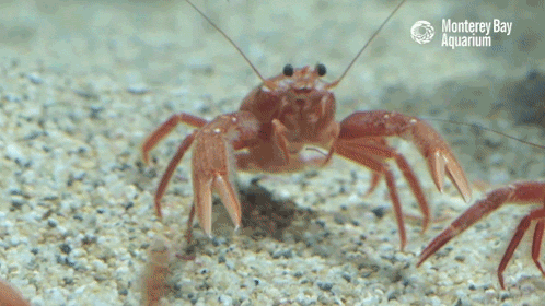 red crab awww GIF by Monterey Bay Aquarium