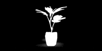 calistriaaustria calistria austria420 cannabisaustria cannabis420 GIF