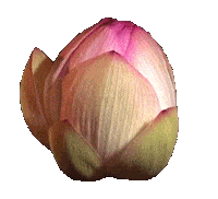 Flower Blooming Sticker