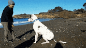 heart of television dog GIF by Hallmark Channel