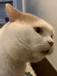 Cat Love GIF