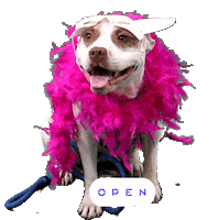 Dog Holi Sticker by Open Plaza