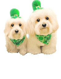 St Patricks Day Dog Sticker by HammyandBrody