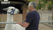 Cesar Millan GIF by National Geographic Channel